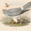 Gould Birds of Great Britain, Pl. 26, Hen-Harrier