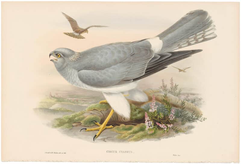 Gould Birds of Great Britain, Pl. 26, Hen-Harrier