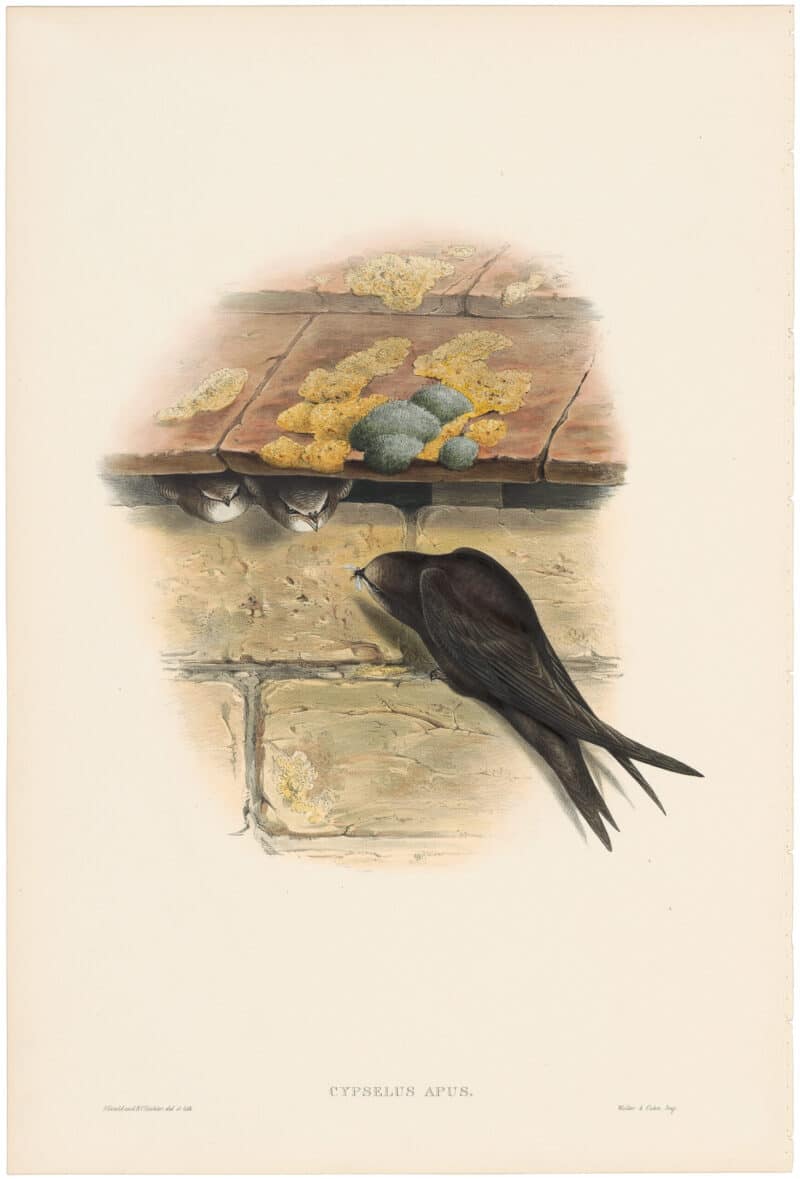 Gould Birds of Great Britain, Pl. 40, Swift