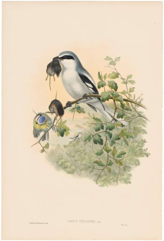 Gould Birds of Great Britain, Pl. 50, Great Grey Shrike