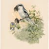 Gould Birds of Great Britain, Pl. 50, Great Grey Shrike