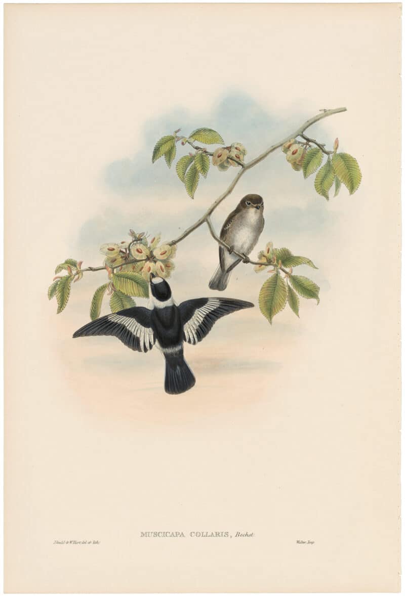 Gould Birds of Great Britain, Pl. 55, White-collared Flycatcher