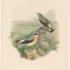 Gould Birds of Great Britain, Pl. 82, Wheatear