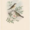 Gould Birds of Great Britain, Pl. 98, Orphean Warbler