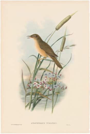 Gould Birds of Great Britain, Pl. 109, Thrush-Warbler