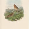 Gould Birds of Great Britain, Pl. 127, Red-throated Pipit