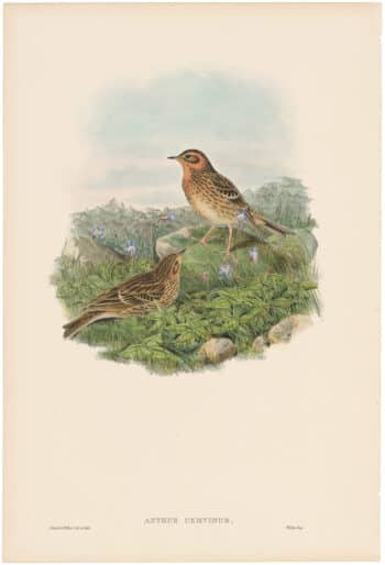 Gould Birds of Great Britain, Pl. 127, Red-throated Pipit