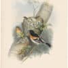 Gould Birds of Great Britain, Pl. 150, Bramble Finch