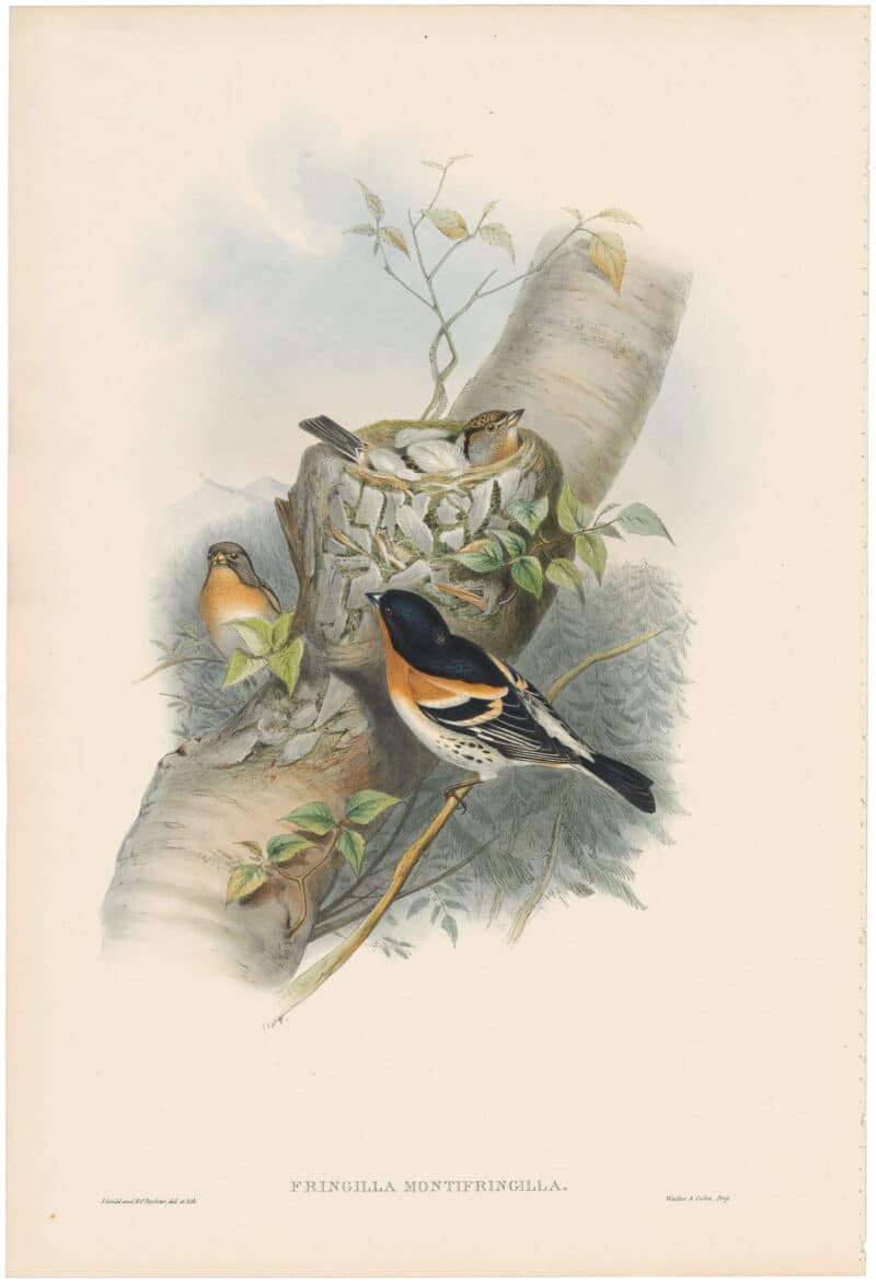 Gould Birds of Great Britain, Pl. 150, Bramble Finch