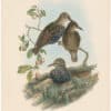 Gould Birds of Great Britain, Pl. 169, Starling (young)