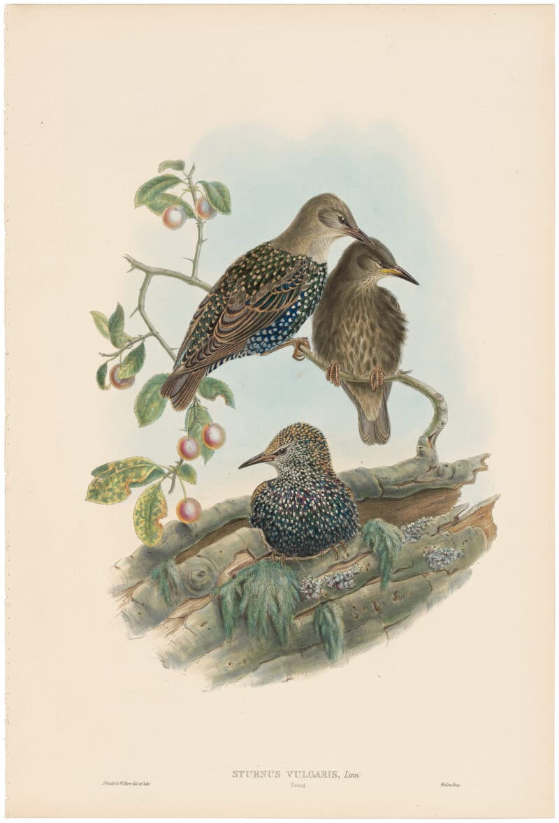 Gould Birds of Great Britain, Pl. 169, Starling (young)