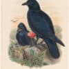 Gould Birds of Great Britain, Pl. 173, Carrion Crow