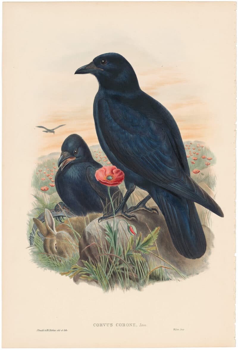 Gould Birds of Great Britain, Pl. 173, Carrion Crow