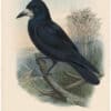 Gould Birds of Great Britain, Pl. 175, Rook