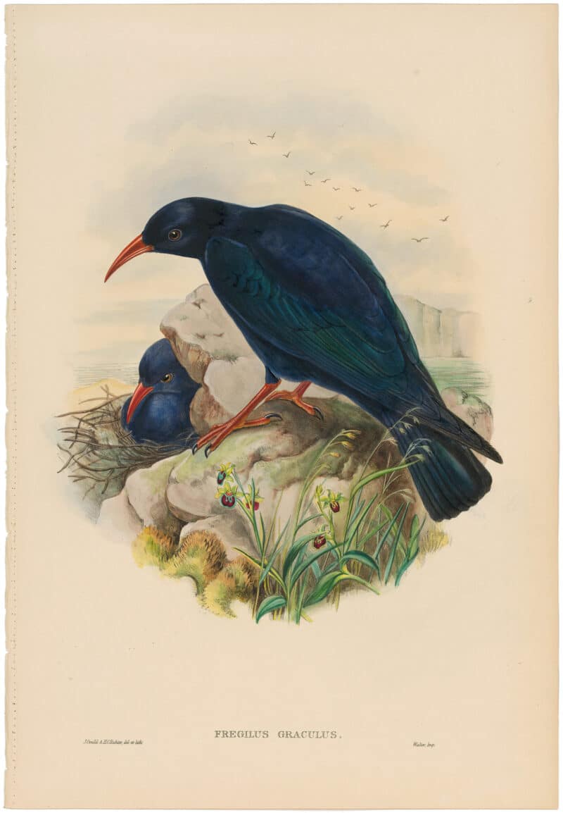 Gould Birds of Great Britain, Pl. 177, Chough