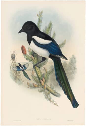 Gould Birds of Great Britain, Pl. 178, Magpie