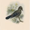 Gould Birds of Great Britain, Pl. 181, Nutcracker, young