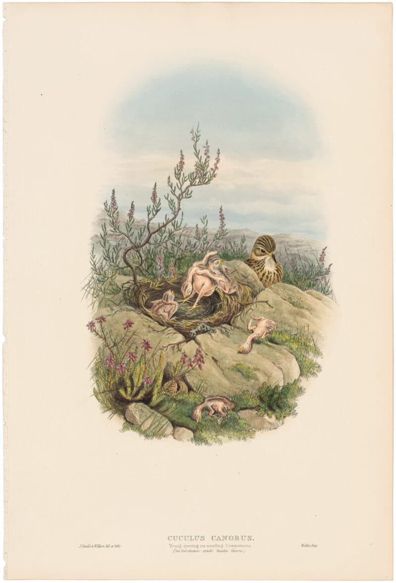 Gould Birds of Great Britain, Pl. 183, Cuckoo (young ejecting infant Titlark)