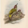 Gould Birds of Great Britain, Pl. 190, Green Woodpecker or Yaffle (young)