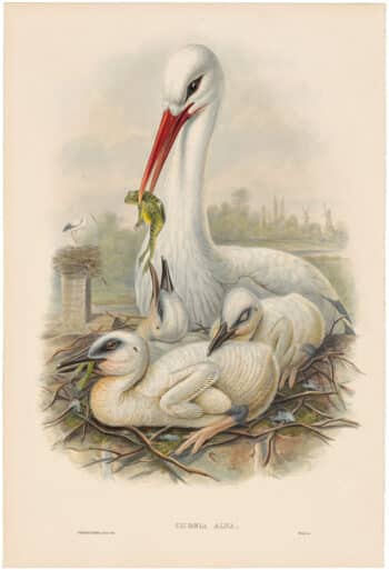 Gould Birds of Great Britain, Pl. 221, Stork