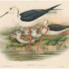 Gould Birds of Great Britain, Pl. 225, Stilt or Long-legged Plover