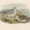 Gould Birds of Great Britain, Pl. 228, Grey Plover (winter plumage and young)