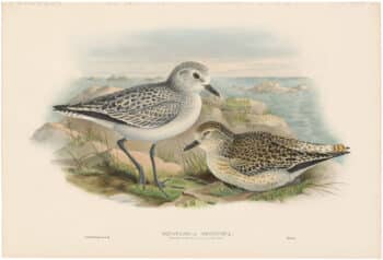 Gould Birds of Great Britain, Pl. 228, Grey Plover (winter plumage and young)