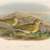 Gould Birds of Great Britain, Pl. 230, Golden Plover (winter plumage)