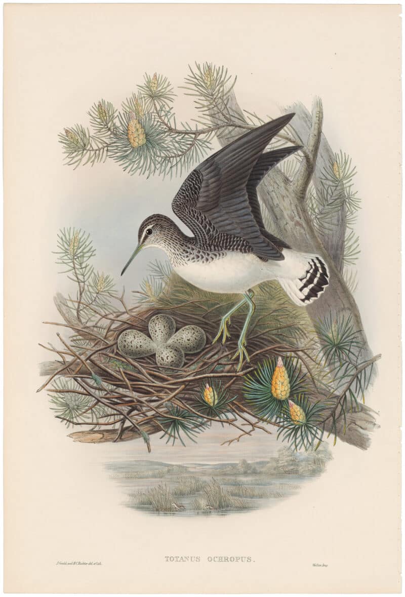 Gould Birds of Great Britain, Pl. 247, Green Sandpiper
