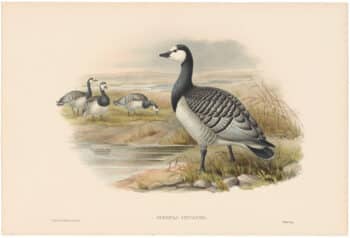 Gould Birds of Great Britain, Pl. 286, Bernicle Goose
