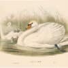 Gould Birds of Great Britain, Pl. 289 Mute Swan