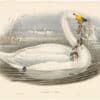 Gould Birds of Great Britain, Pl. 290, Wild Swan or Whooper