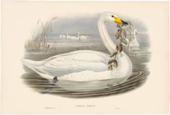 Gould Birds of Great Britain, Pl. 290, Wild Swan or Whooper