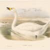 Gould Birds of Great Britain, Pl. 291, Bewick's Swan
