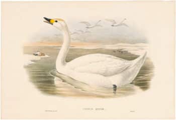 Gould Birds of Great Britain, Pl. 291, Bewick's Swan