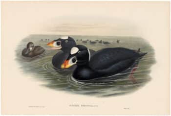 Gould Birds of Great Britain, Pl. 311, Surf Scoter