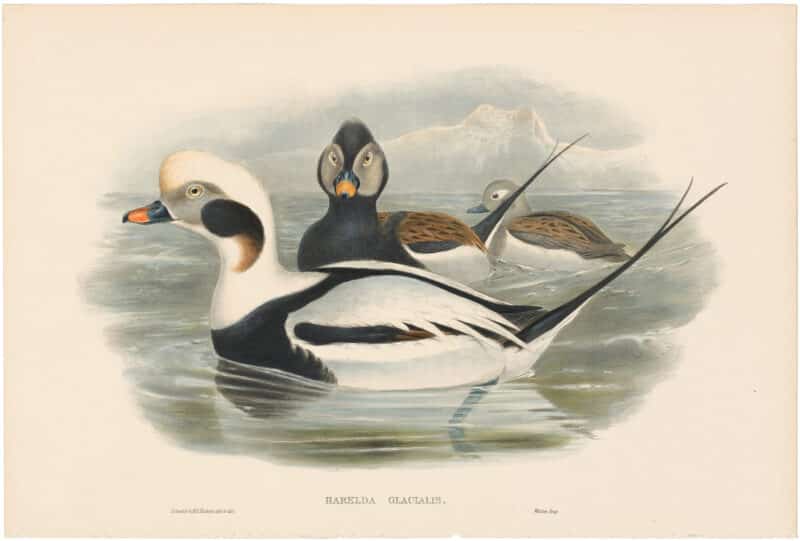 Gould Birds of Great Britain, Pl. 314, Long-tailed Duck