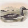 Gould Birds of Great Britain, Pl. 325, Black-throated Diver