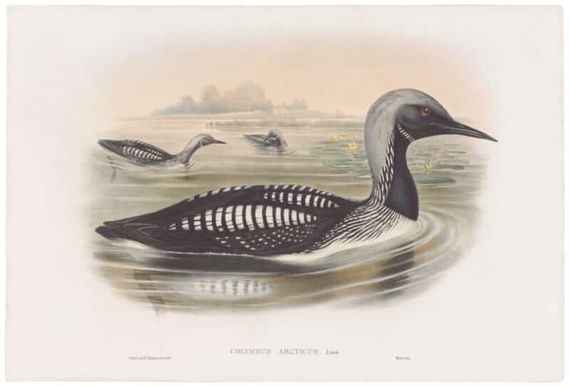 Gould Birds of Great Britain, Pl. 325, Black-throated Diver