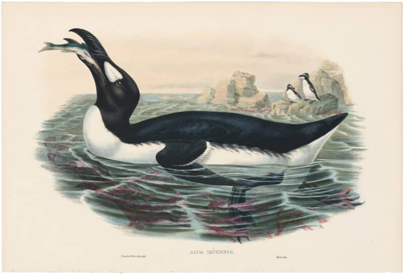 Gould Birds of Great Britain, Pl. 327, Great Auk