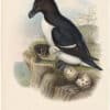 Gould Birds of Great Britain, Pl. 328, Razorbill