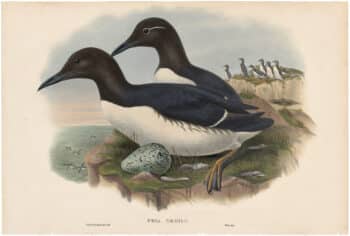 Gould Birds of Great Britain, Pl. 329, Common Guillemot