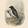 Gould Birds of Great Britain, Pl. 331, Little Auk