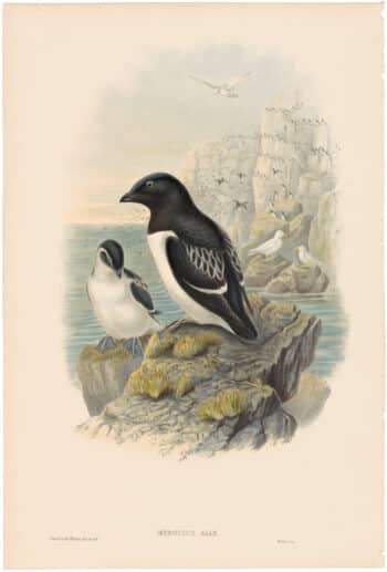 Gould Birds of Great Britain, Pl. 331, Little Auk