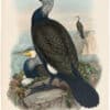 Gould Birds of Great Britain, Pl. 333, Cormorant
