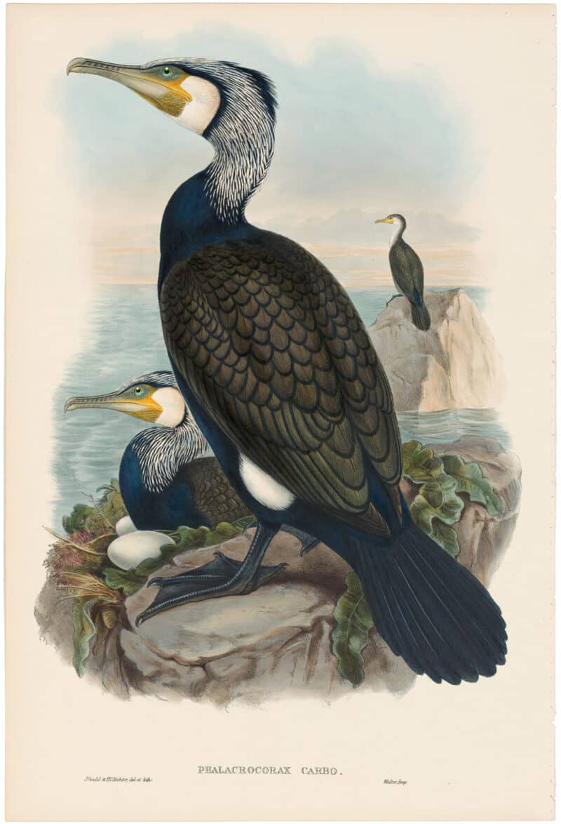 Gould Birds of Great Britain, Pl. 333, Cormorant