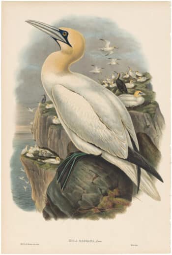 Gould Birds of Great Britain, Pl. 335, Gannet or Solan Goose