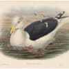 Gould Birds of Great Britain, Pl. 336, Great Black-backed Gull