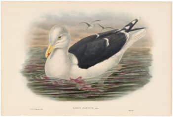 Gould Birds of Great Britain, Pl. 336, Great Black-backed Gull