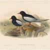 Gould Birds of Great Britain, Pl. 357, White-winged Tern